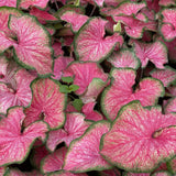 Pink and green caladium leaves in a pot