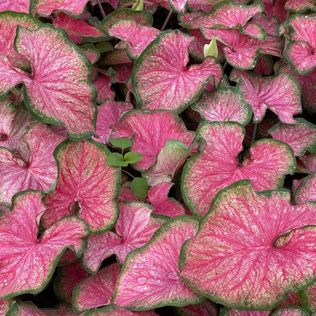 Pink and green caladium leaves in a pot