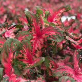 Heart to Heart Clowning Around caladium in a pot