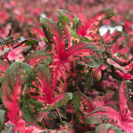 Heart to Heart Clowning Around caladium in a pot