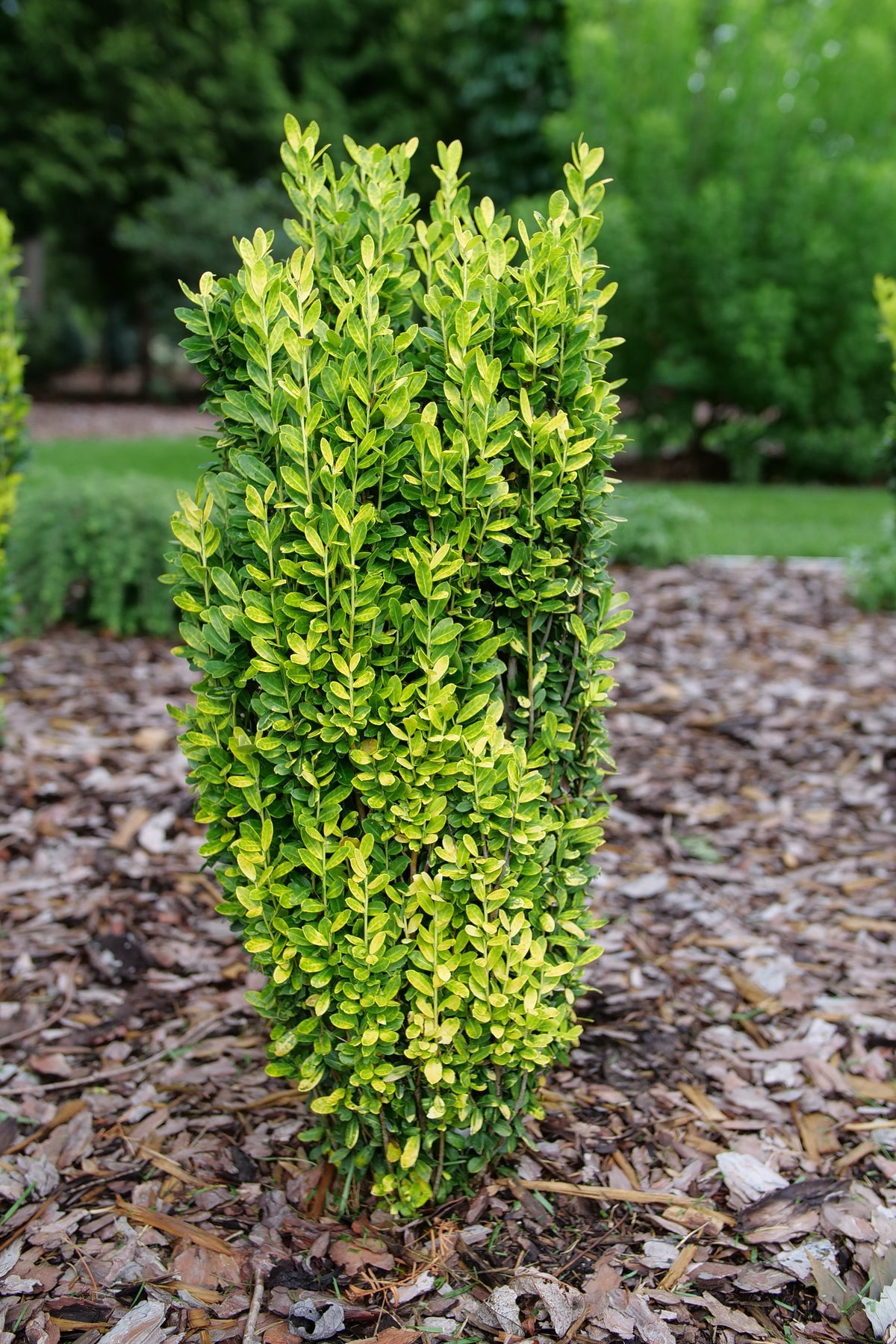 Japanese holly with glossy green leaves in a pot
