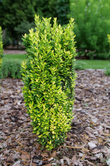 Japanese holly with glossy green leaves in a pot
