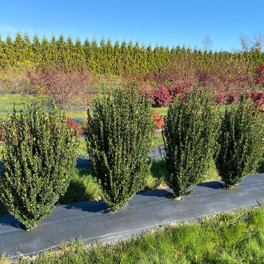 HEDGE BOX® Japanese Holly | Proven Winners® – Creekside Nursery, Inc