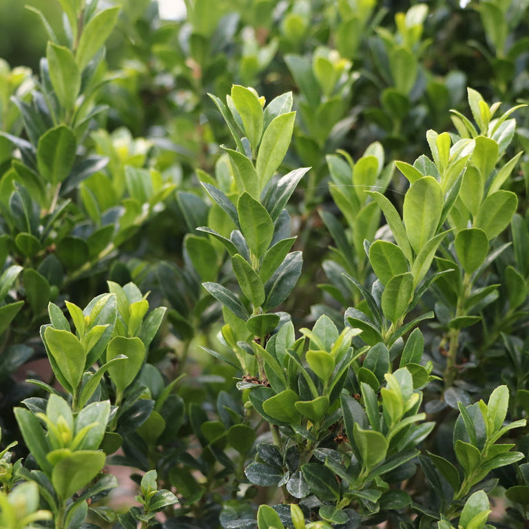 hedge pot plants HEDGE BOX® Japanese Holly