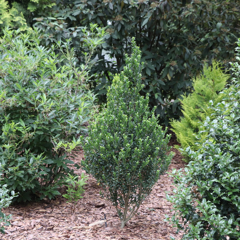 hedge pot plants HEDGE BOX® Japanese Holly