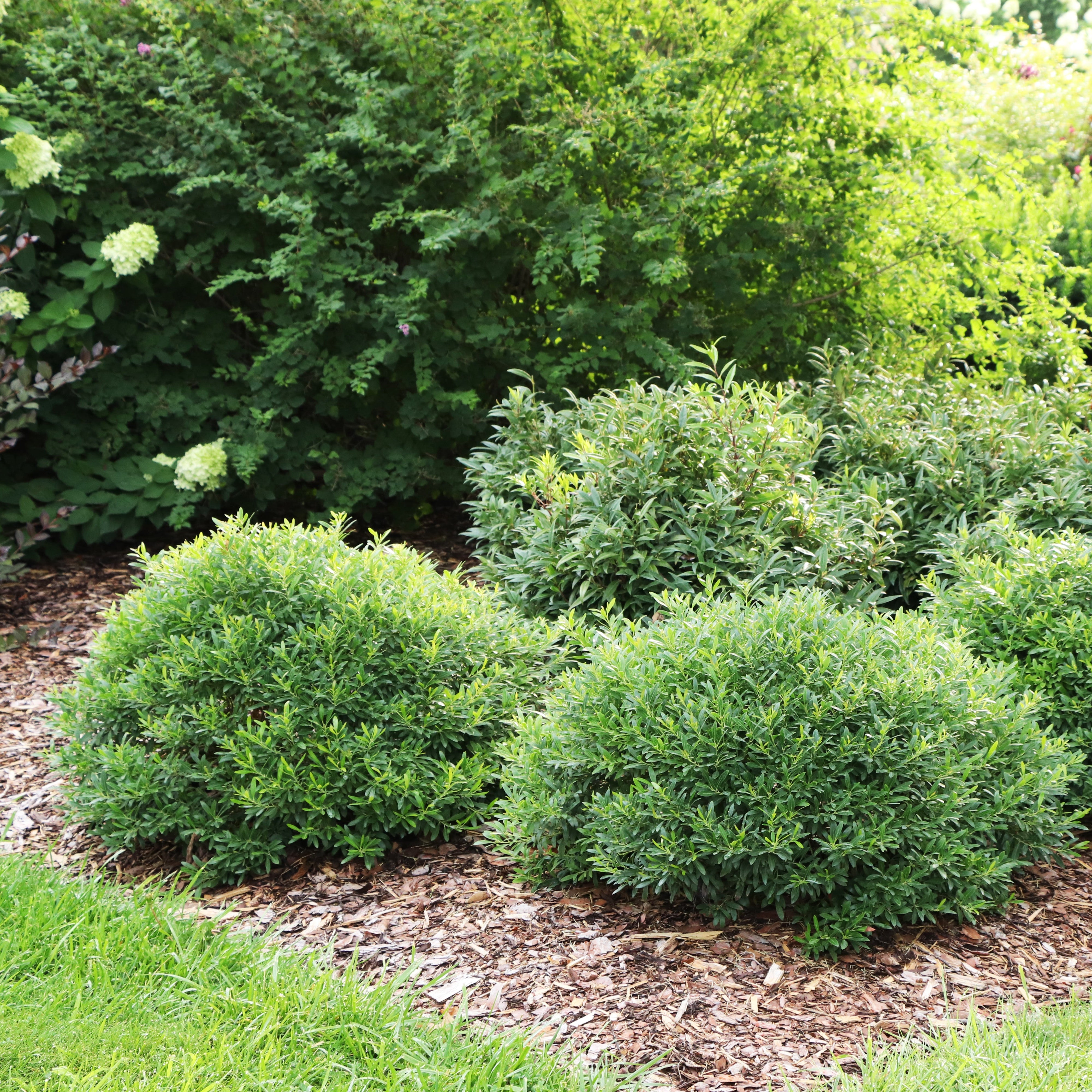 GEM BOX PRIME™ Dwarf Inkberry Holly | Proven Winners® – Creekside