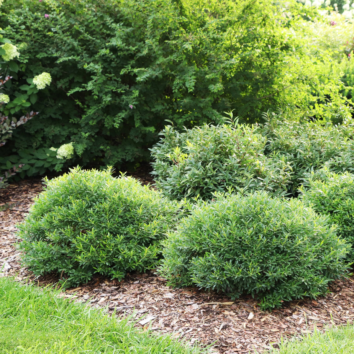 Dwarf inkberry holly in a nursery pot with dense green foliage