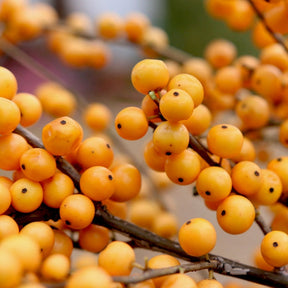 Berry Heavy Gold holly with red berries in a pot