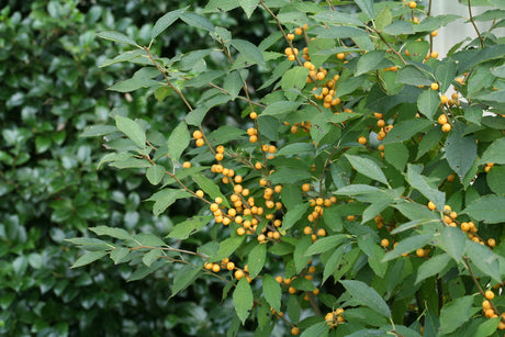 BERRY HEAVY GOLD holly with red berries in a pot
