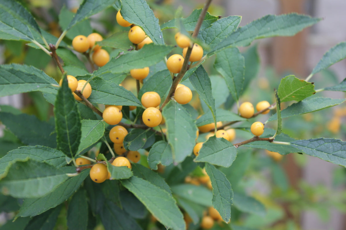 BERRY HEAVY GOLD Holly in pot with red winter berries