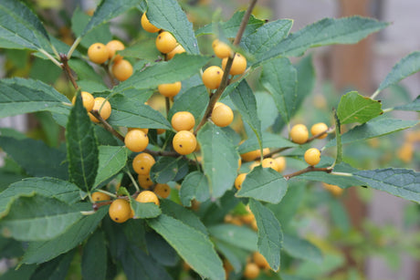 BERRY HEAVY GOLD Holly in pot with red winter berries