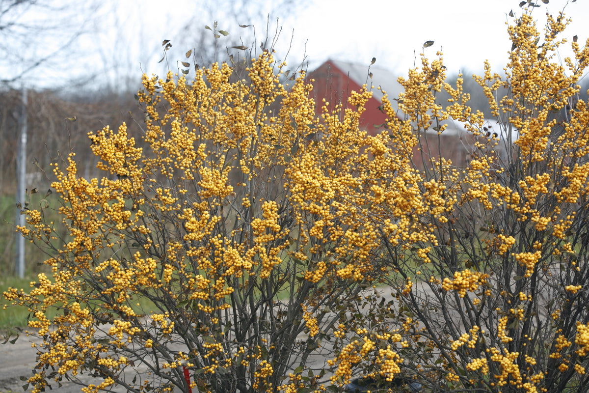 Berry Heavy Gold holly with yellow berries in a pot
