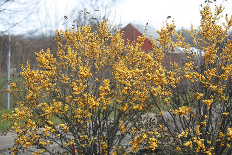Berry Heavy Gold holly with yellow berries in a pot