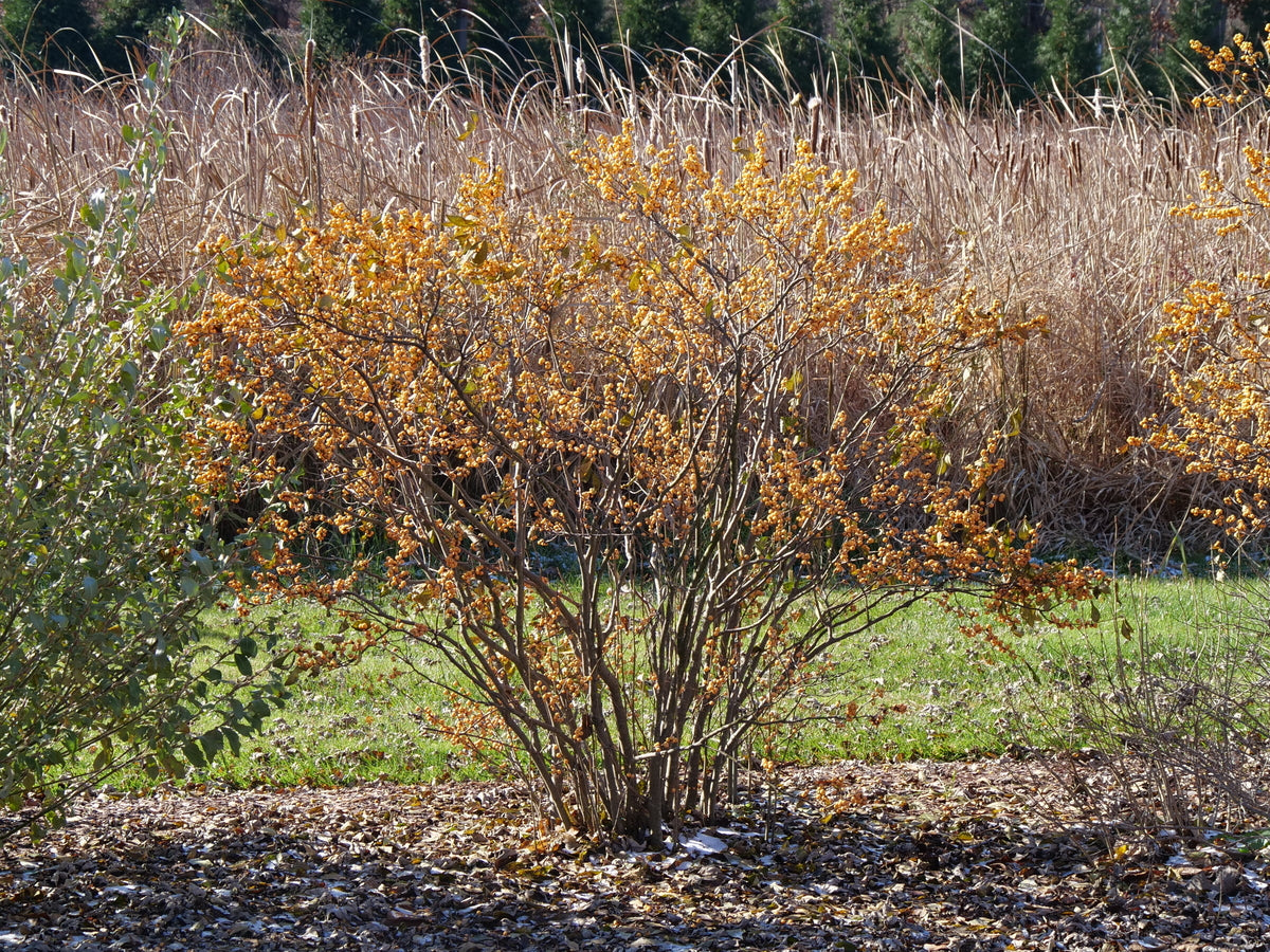 Berry Heavy Gold holly with bright berries in a pot