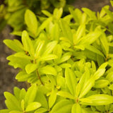 Illicium 'Florida Sunshine' in a nursery pot