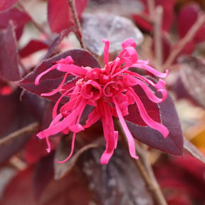 Velvet Chinese fringe-flower in a pot with dark foliage