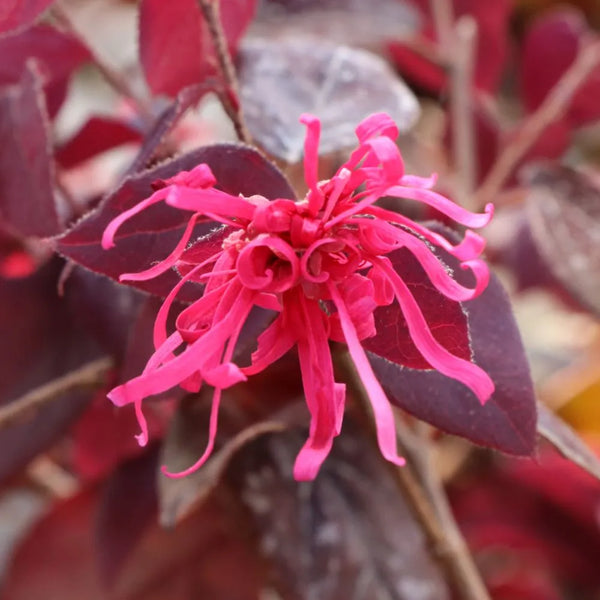 花華 JAZZ HANDS® Velvet Chinese Fringe-Flower | Proven Winners