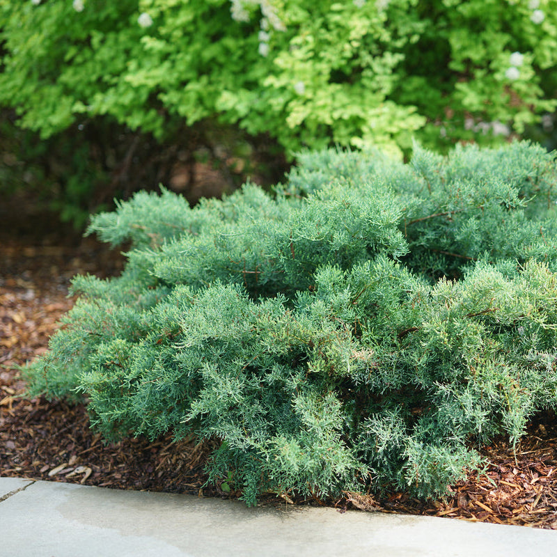 MONTANA MOSS juniper in a nursery pot