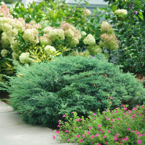 MONTANA MOSS juniper in a nursery pot