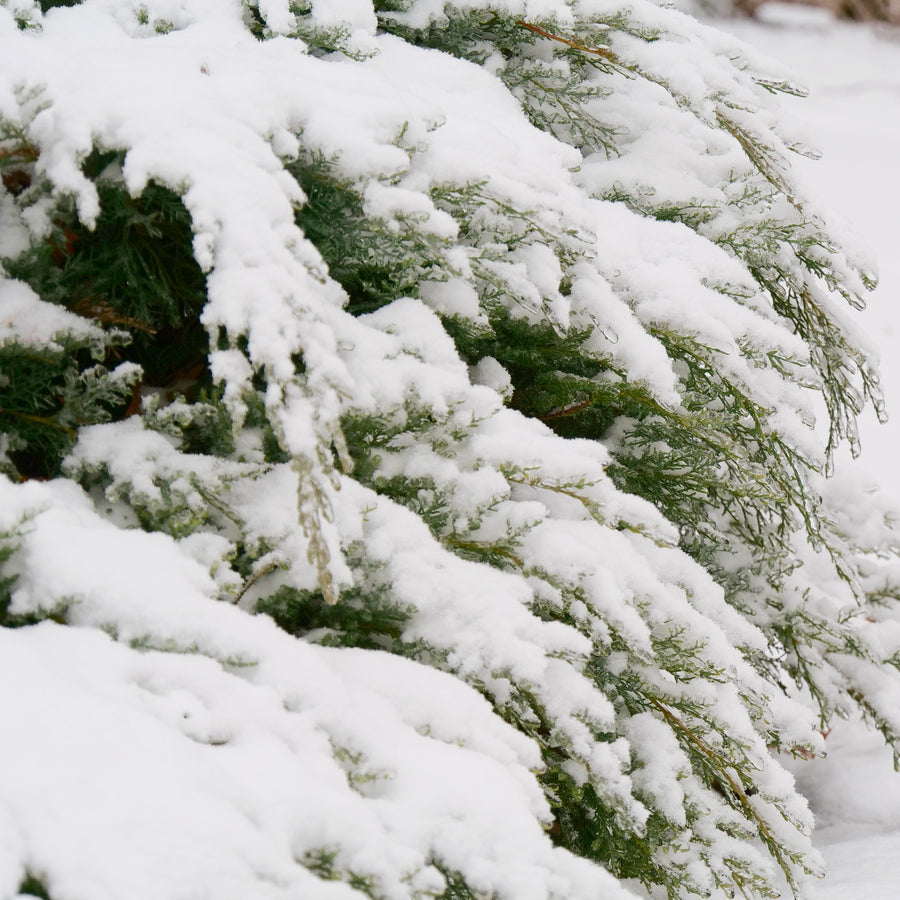 MONTANA MOSS Juniper in a nursery pot
