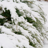 MONTANA MOSS Juniper in a nursery pot