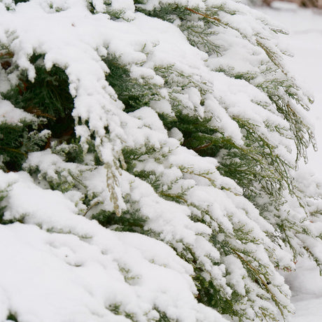 MONTANA MOSS Juniper in a nursery pot