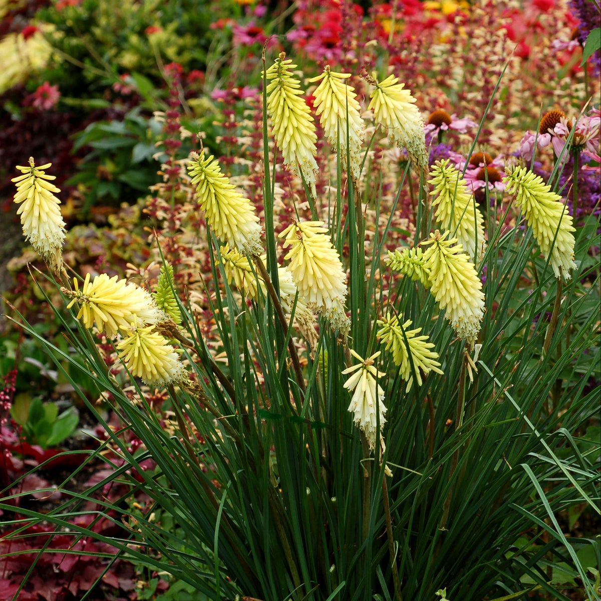 Pineapple Popsicle kniphofia with orange blooms in a pot