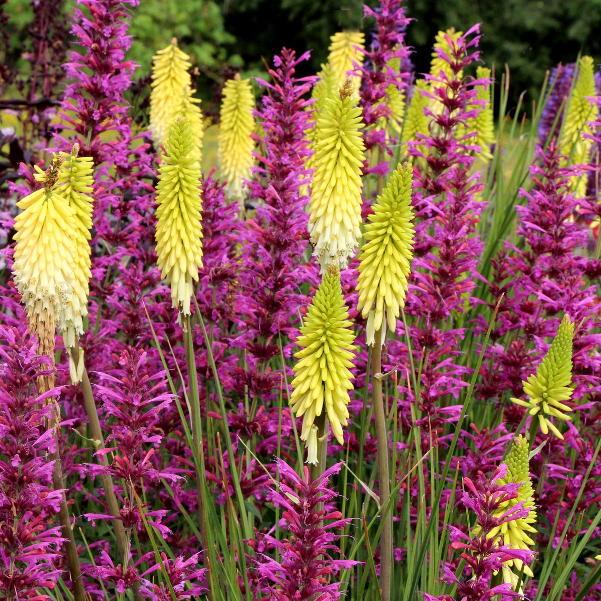 Pineapple Popsicle' Kniphofia | Creekside Champions™ – Creekside