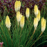 Pineapple Popsicle kniphofia with yellow orange blooms in a pot