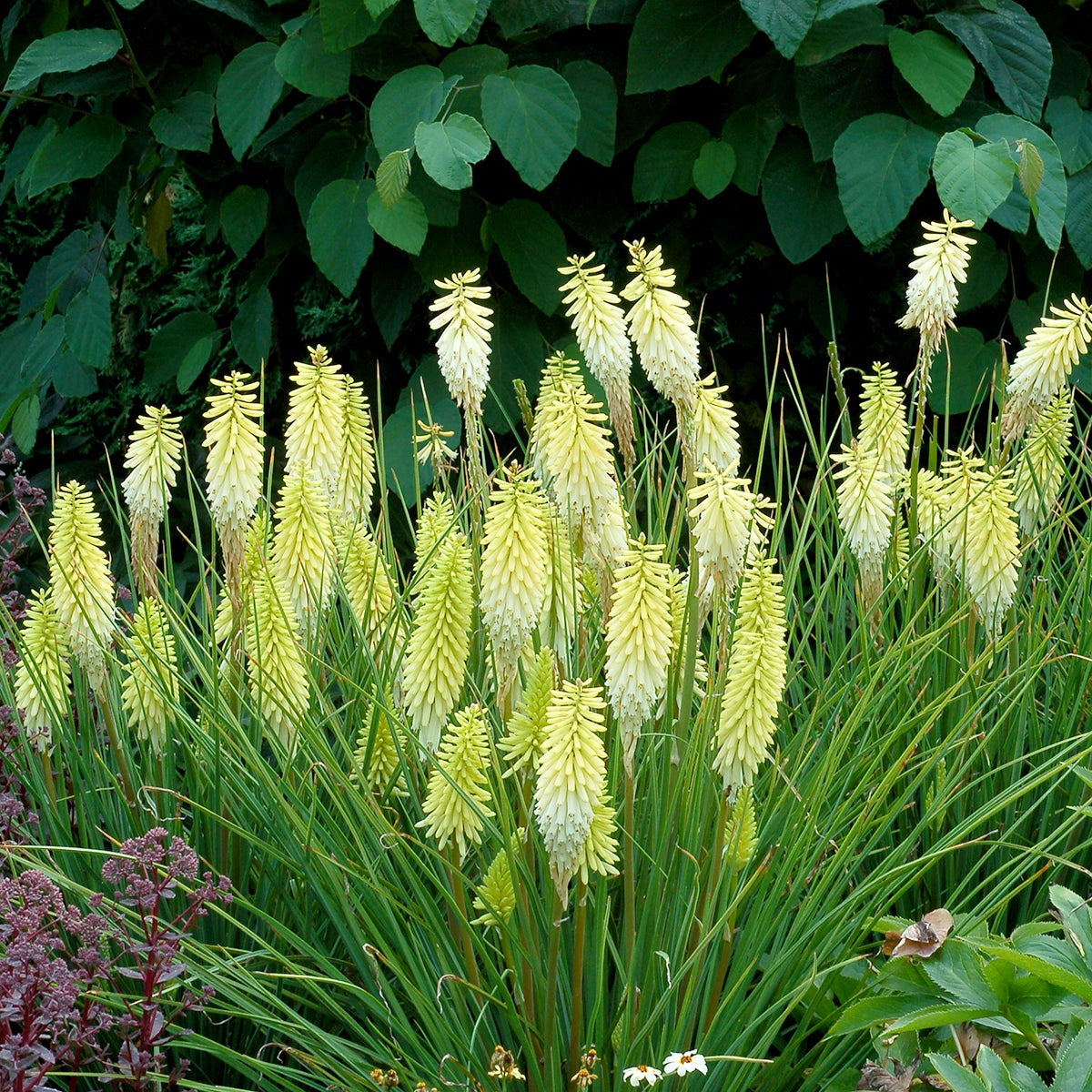 Pineapple Popsicle' Kniphofia | Creekside Champions™ – Creekside