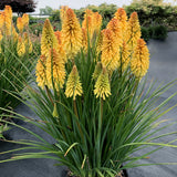 Poco Butter Brickle' kniphofia with orange blooms in a pot