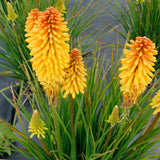Poco Butter Brickle' kniphofia with orange flower spikes