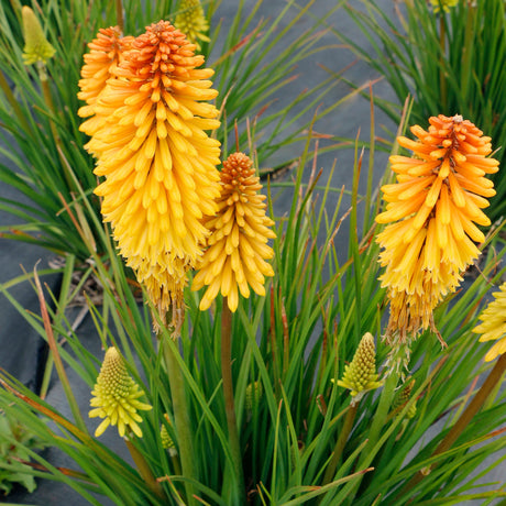 Poco Butter Brickle' kniphofia with orange flower spikes