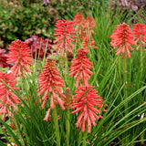 Kniphofia POCO™ ‘Red’ | Creekside Champions™