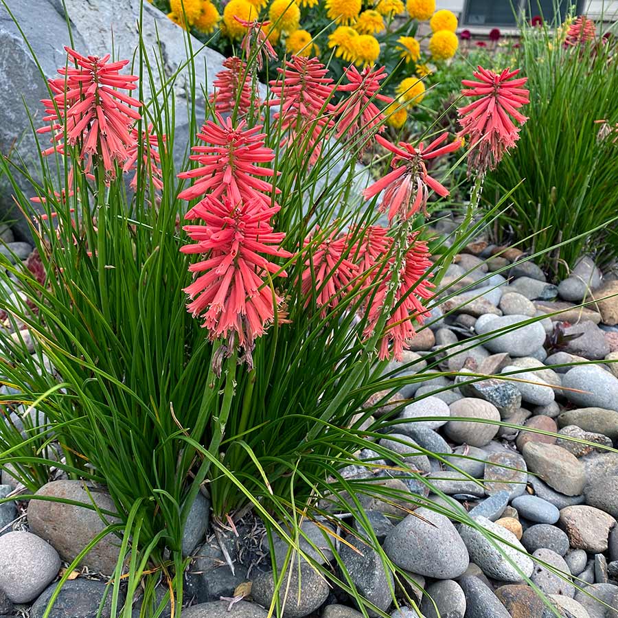 Kniphofia POCO™ ‘Red’ | Creekside Champions™