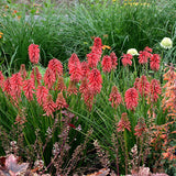 Kniphofia POCO™ ‘Red’ | Creekside Champions™