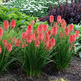 Kniphofia POCO™ ‘Red’ | Creekside Champions™