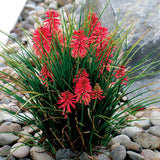 Kniphofia POCO™ ‘Red’ | Creekside Champions™