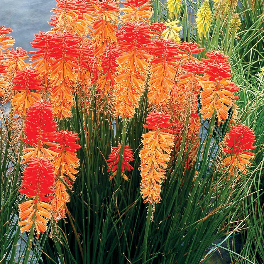 Kniphofia POCO™ ‘Sunset’ | Creekside Champions™