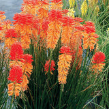 Kniphofia POCO™ ‘Sunset’ | Creekside Champions™