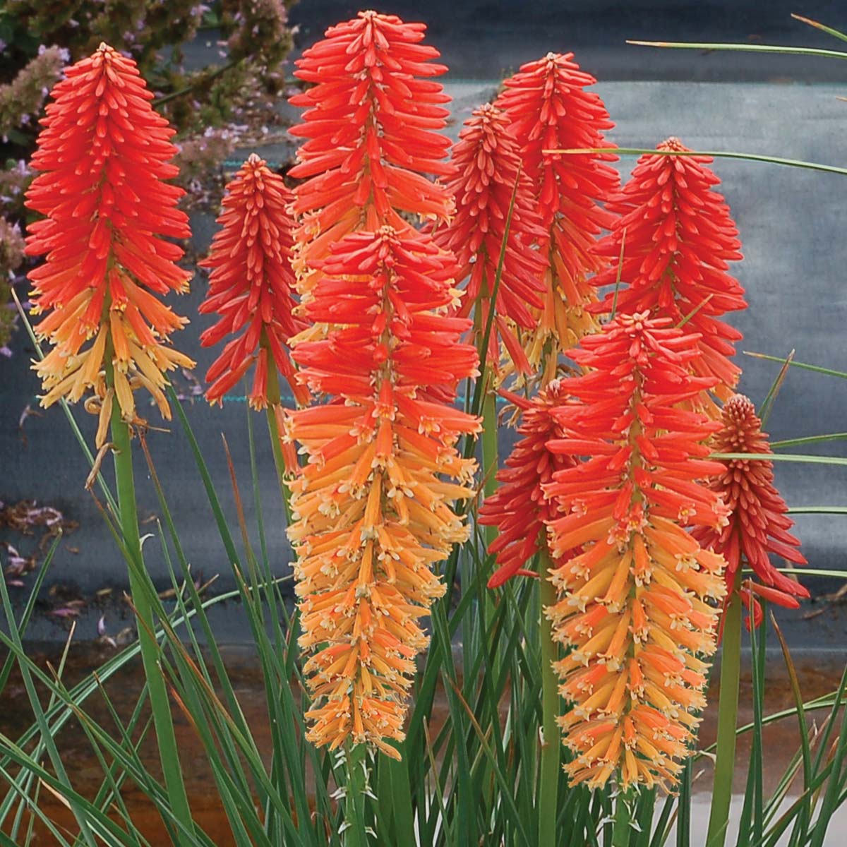Kniphofia POCO™ ‘Sunset’ | Creekside Champions™