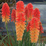 Kniphofia POCO™ ‘Sunset’ | Creekside Champions™