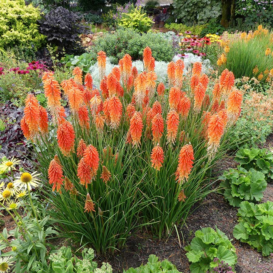 Kniphofia POCO™ ‘Sunset’ | Creekside Champions™