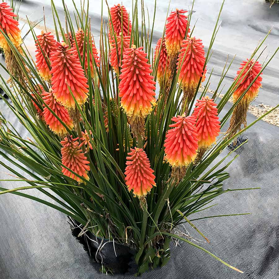 Rocket Jr. Kniphofia in a nursery pot