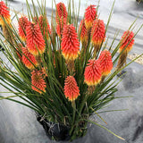 Rocket Jr. Kniphofia in a nursery pot