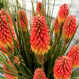 ‘Rocket Jr.’ Kniphofia in a pot with orange flower spikes