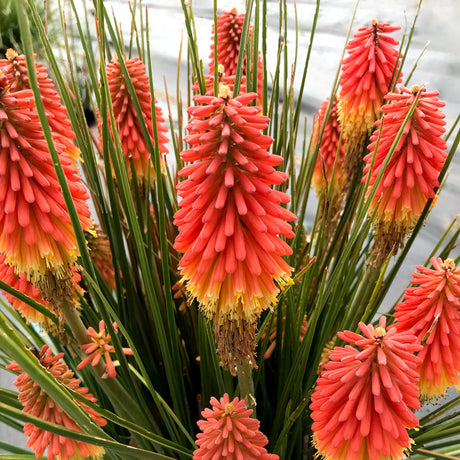 ‘Rocket Jr.’ Kniphofia in a pot with orange flower spikes