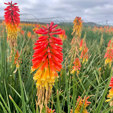 Rocket Jr. kniphofia with red and yellow flower spikes