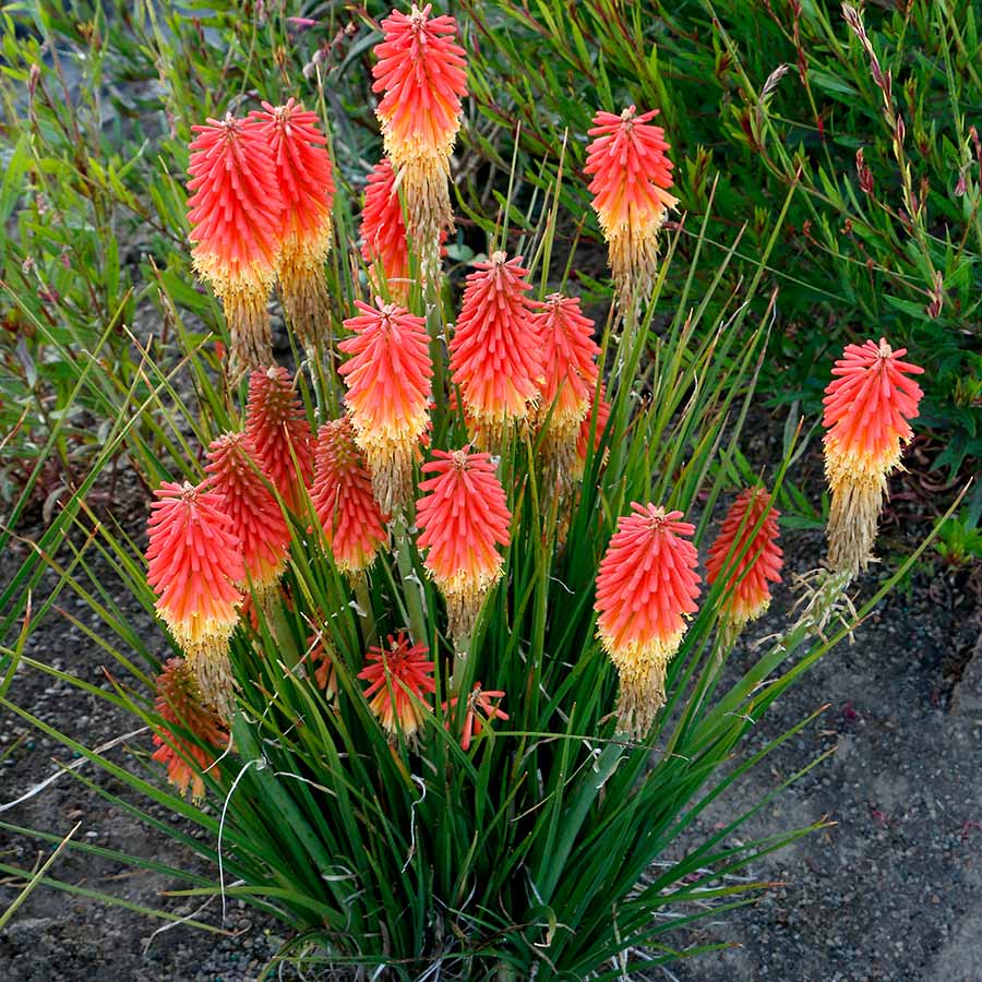 ‘Rocket Jr.’ Kniphofia in a nursery pot