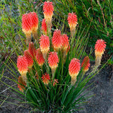 ‘Rocket Jr.’ Kniphofia in a nursery pot